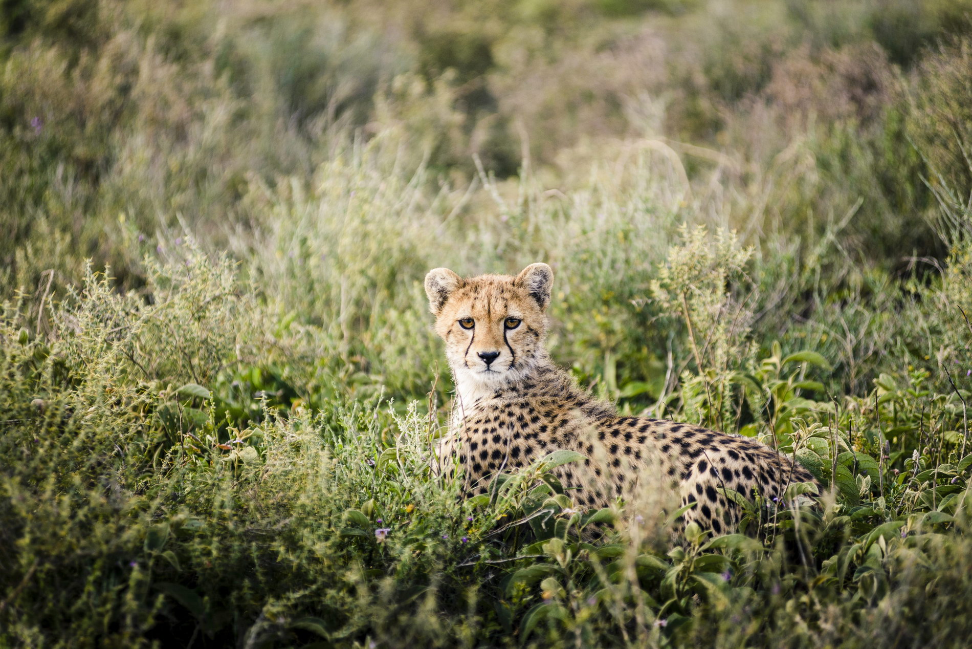 Kichakani Serengeti Camp