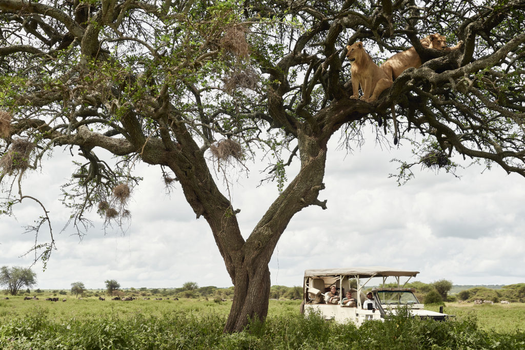 Kichakani Serengeti Camp