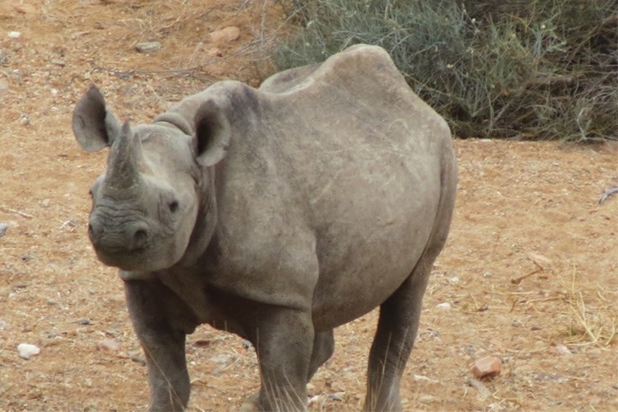 OKAHIRONGO ELEPHANT LODGE