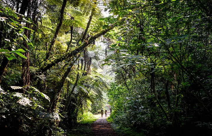 GORILLA FOREST CAMP
